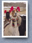 Alpaca with traditional ear decorations