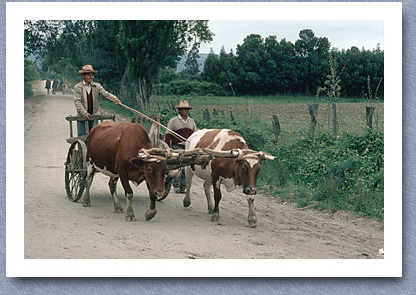 Mapuche farmers with oxen drawn cart, Chol Chol