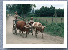 Mapuche farmers with oxen drawen cart, Chol Chol
