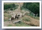 Gauchos herding sheep, Coyhaique