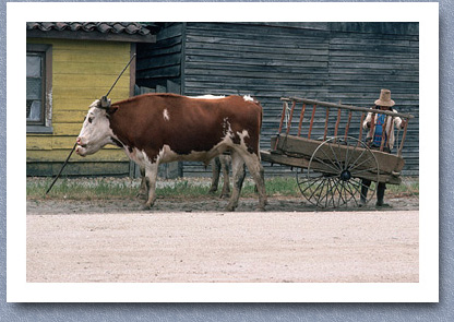 Oxen and cart, Chol Chol