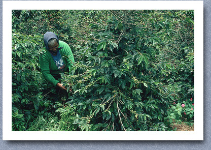 Woman picking coffee beans, Jerico, Antioquia