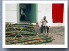 Stripping bark fron sugarcane, Concepcion