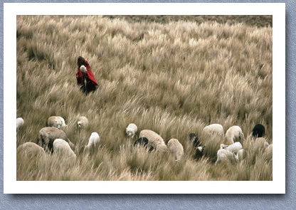 Grazing sheep on paramo, Guamote